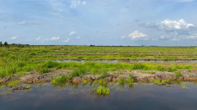 Lahan food estate terbengkalai di Desa Palingkau Asri