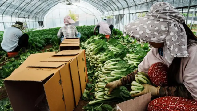 नेपालबाट कृषि र उत्पादनमूलक क्षेत्रमा नेपाली कामदारहरू कोरिया जाने गरेका छन्। अब दुईवटा थप नयाँ क्षेत्रमा पनि नेपालीहरू जान पाउनेछन् 