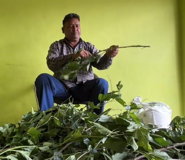 ਰੇਸ਼ਮ ਦੀ ਖੇਤੀ