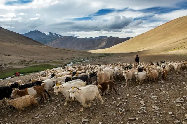 یو شپون له خپلو رمو سره