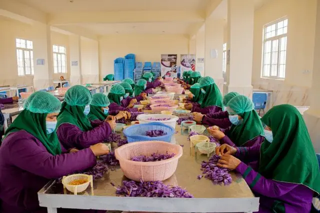 زنان د رحال پروسس زعفران 