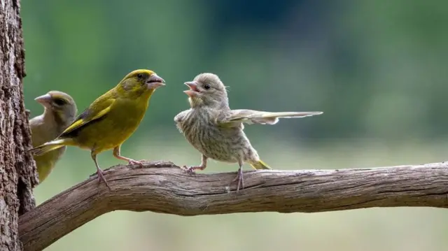 జాసెక్ స్టాంకీవిక్, బిలోవెజా అడవులు, పోలండ్