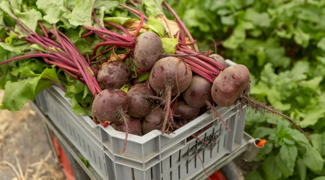Çok sayıda top şeklinde pancar bir sepetin içinde yeni toplanmış halde görülüyor