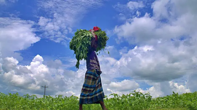 ২০২৪ সালের ৫ই মে, বাংলাদেশের টাঙ্গাইলে ভোরবেলা কৃষকেরা ধান কাটছেন।