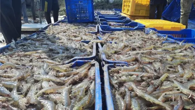 రొయ్యలు