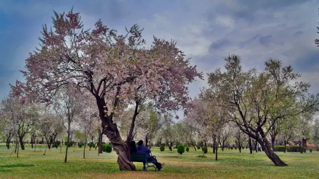 سری نگر میں موسمِ بہار