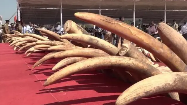 Poached elephant tusks