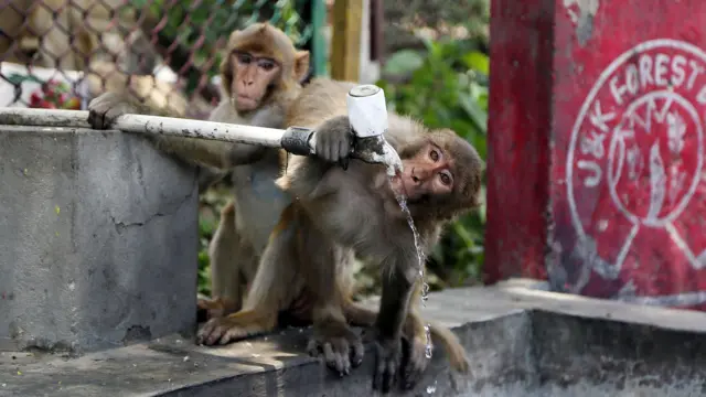 गर्मी का कहर