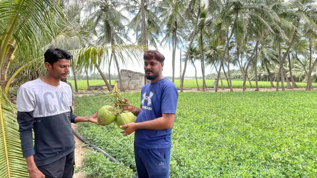 ગુજરાત, બીબીસી ગુજરાતી, નાળિયેરીની ખેતી, જૂનાગઢ, ગીર સોમનાથ, ગુજરાતની ખેતી, નાળિયેરી કેવી રીતે ઊગે, નાળિયેર પાણી