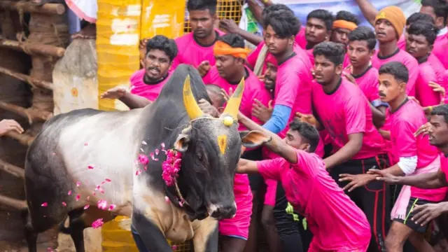 ஜல்லிக்கட்டு