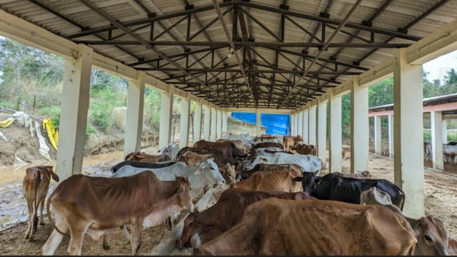 ગૌશાળાની અંદર લગભગ 200 ગાયો ટિનના શેડની નીચે સુકો ચારો ખાઈ રહી હતી