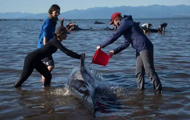 நியூசிலாந்து கடற்கரையில் செத்து மடிந்த நூற்றுக்கணக்கான திமிங்கலங்கள் (புகைப்படத் தொகுப்பு)