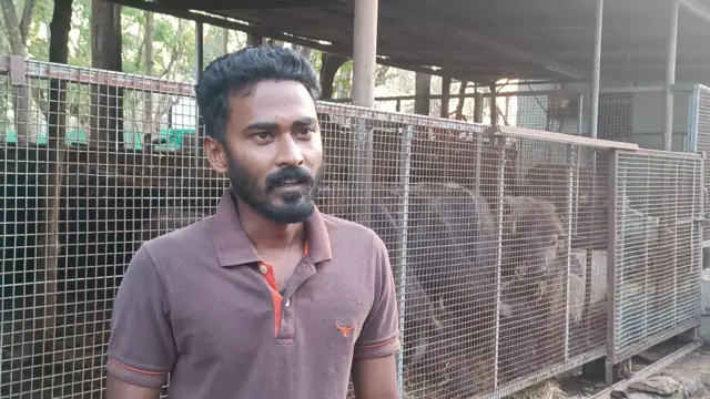 மசினகுடி, வறட்சி, மாடு, எருமை, கால்நடை