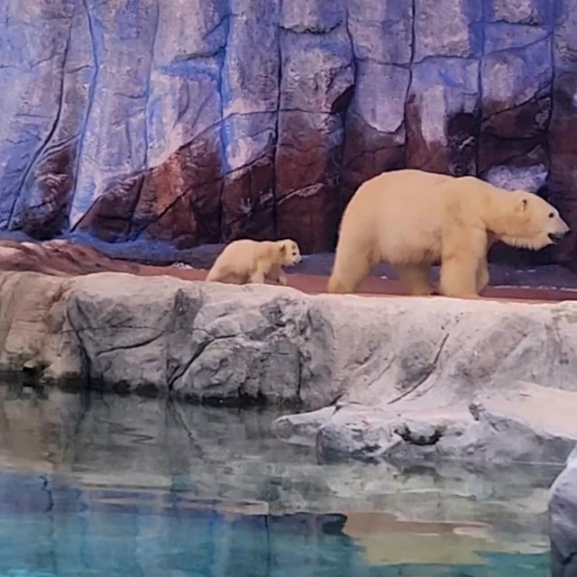 Mãe e filha ursa caminham