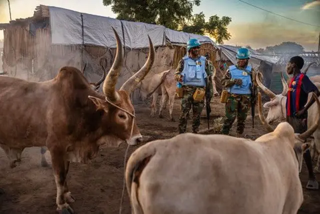 እስሳ ኣብ ደንበ