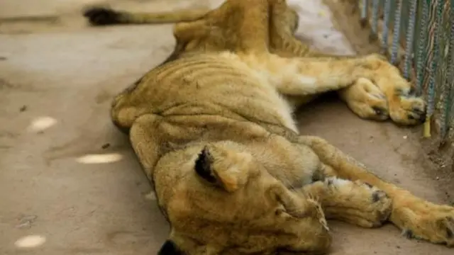Simba jike ni miongoni mwa wanaokufa njaa katika hifadhi