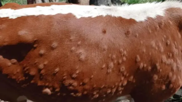 लम्पी स्किन रोग