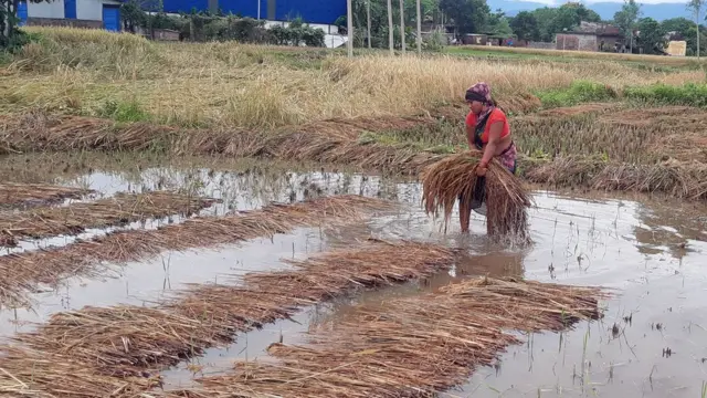 धानबाली