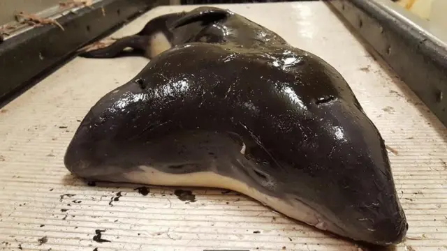 வலையில் சிக்கிய இரு தலையடைய குட்டி கடல் பன்றி