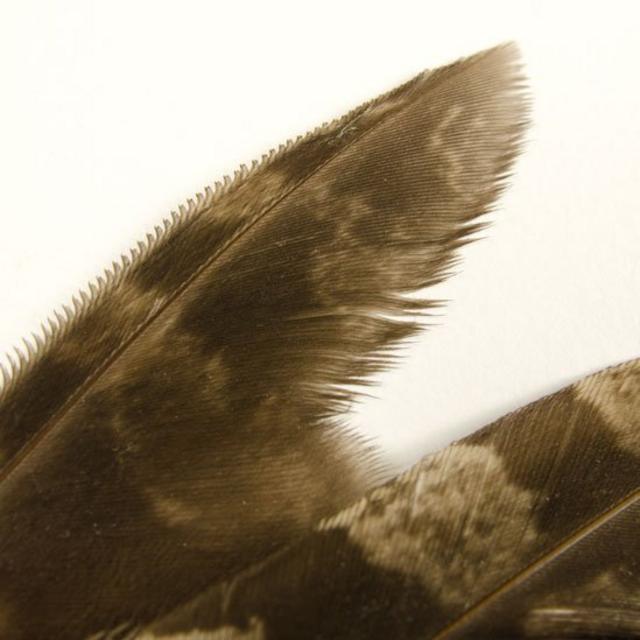 Penasapostas esporte netcoruja