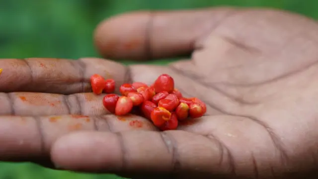 कृष्णा राज्यभरातल्या अनेक शेतकऱ्यांना करटुल्याचं बियाणं पुरवतो.