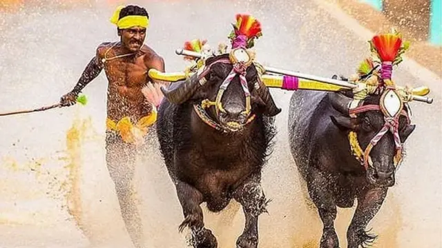 سری نواس گوڈا