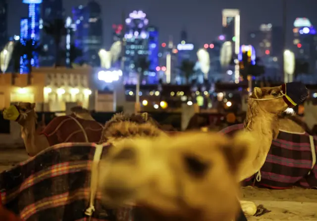 Doha, stolica Kataru. Na pierwszym planie wielbłądy leżące na piasku, w tle panorama wieżowców na tle nocnego nieba. 