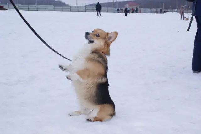 Пес в снегу