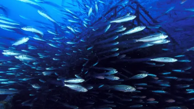 تیل کے ٹینکر