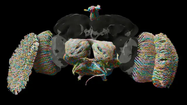 A map of the fly's brain shows many more sections of it highlighted in colours than the previous diagram, including outer sections.