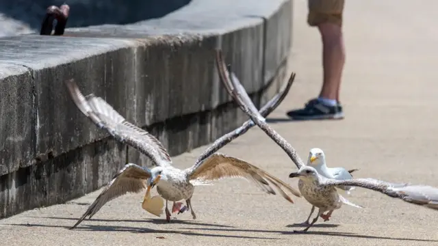 Gaivota com pedaço de pão na boca