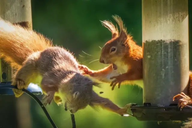 Fotograf radi na knjizi koja dokumentuje divlje životinje u bašti