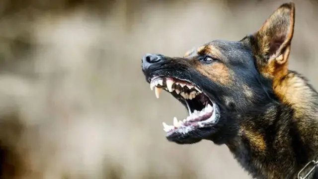 కుక్కలు