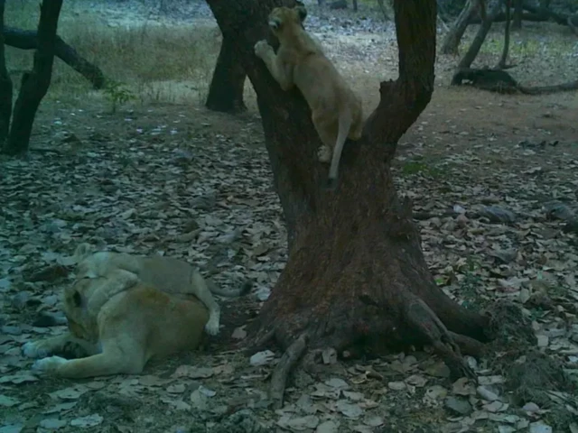 ਗਿਰ ਜੰਗਲ ਦੇ ਸ਼ੇਰ