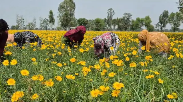 ਫੁੱਲਾਂ ਦੀ ਖੇਤੀ
