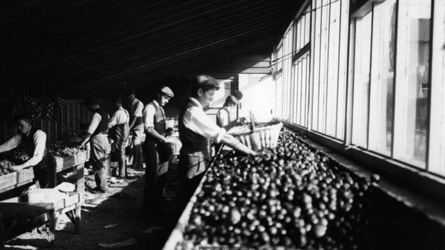 苹果过去储存在农场工棚里，但是这种简陋的储存条件仅能保证收获季节的市场供应。