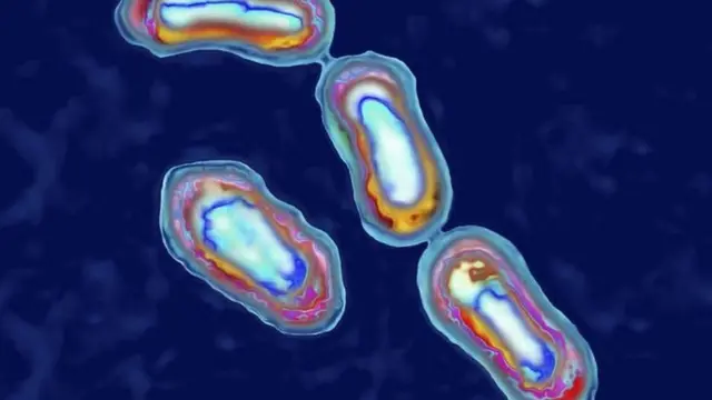Bactéria Yersinia pestis vista em microscópio