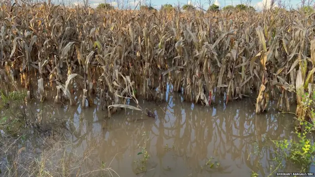 कल्याण यांच्या मक्याच्या शेतात साचलेलं पाणी