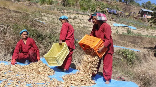 किसानहरू