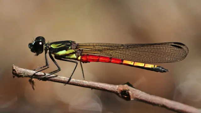 Africocypha varicolor