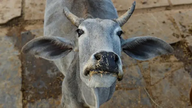 કોરોનાના ઇલાજ માટે ગૌશાળા