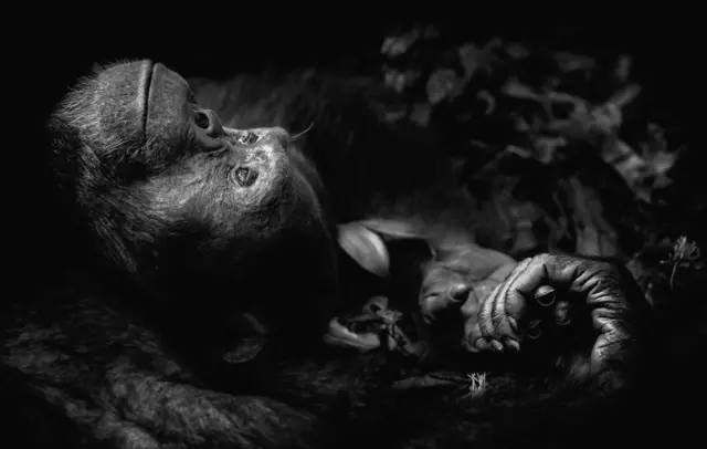 Gorila (Crédito: PETER DELANEY/WPY)