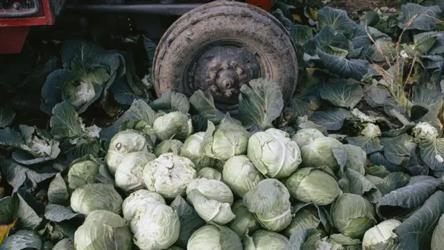 Stručnjaci kažu da kupus treba brati u trenutku pune zrelosti glavica