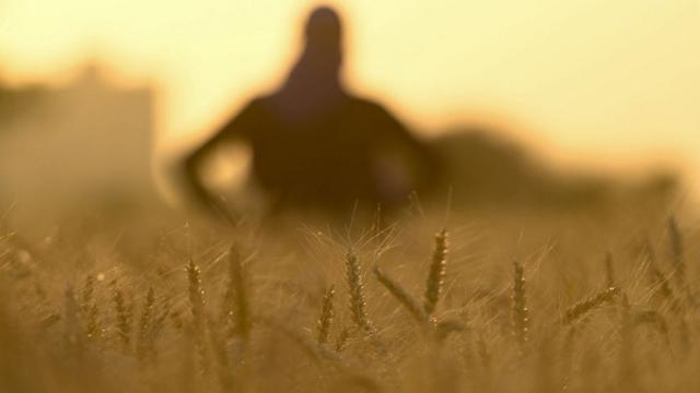 Sombra de uma pessoa em campo de trigo