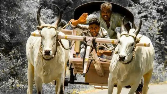 ரேக்ளா போட்டி (கோப்புப்படம்)