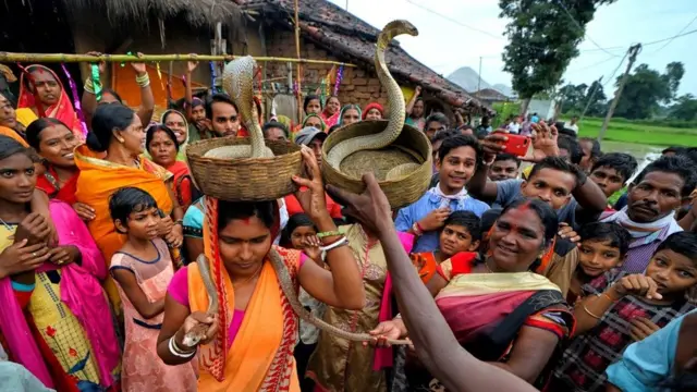 பாம்புகள்