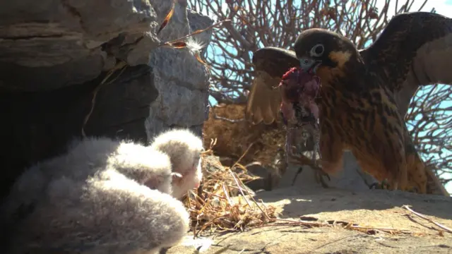 Соколы Элеоноры - умелые охотники