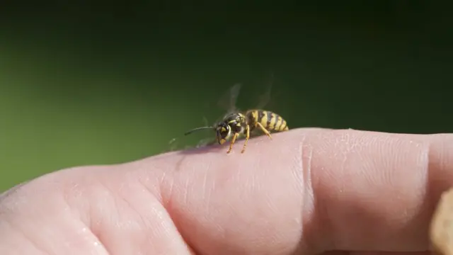 Abeja sobre el dedo de una persona.
