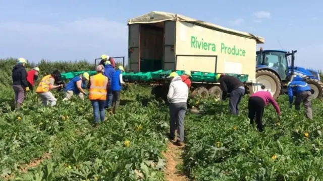 Робітники на полі