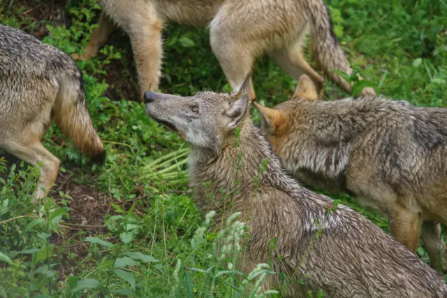 Вовча зграя в центральній Італії